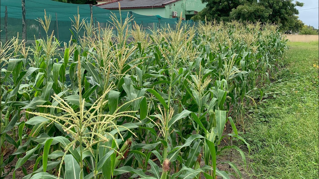 Produção de milho em Pebane (Moçambique) - Dicas para melhorar a produção e produtividade.