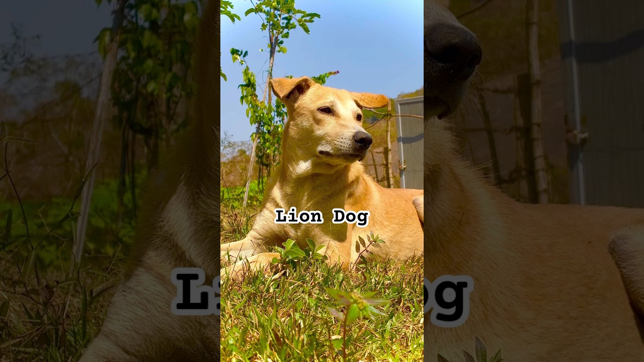 Bro thinks he is a Lion #dogshorts #dog #liondog
