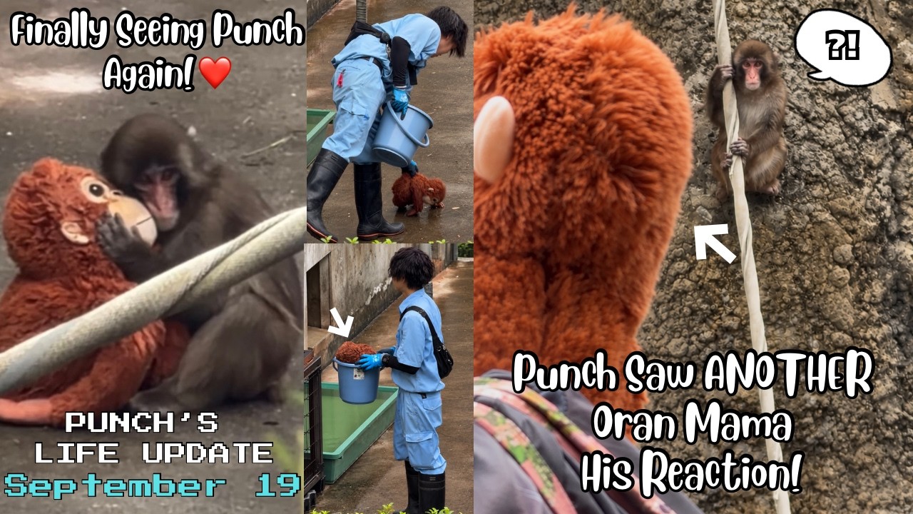 🐒 September 19|Punch Saw Someone Holding Another Oran Mama&hellip; His Reaction!🙉 UPDATE