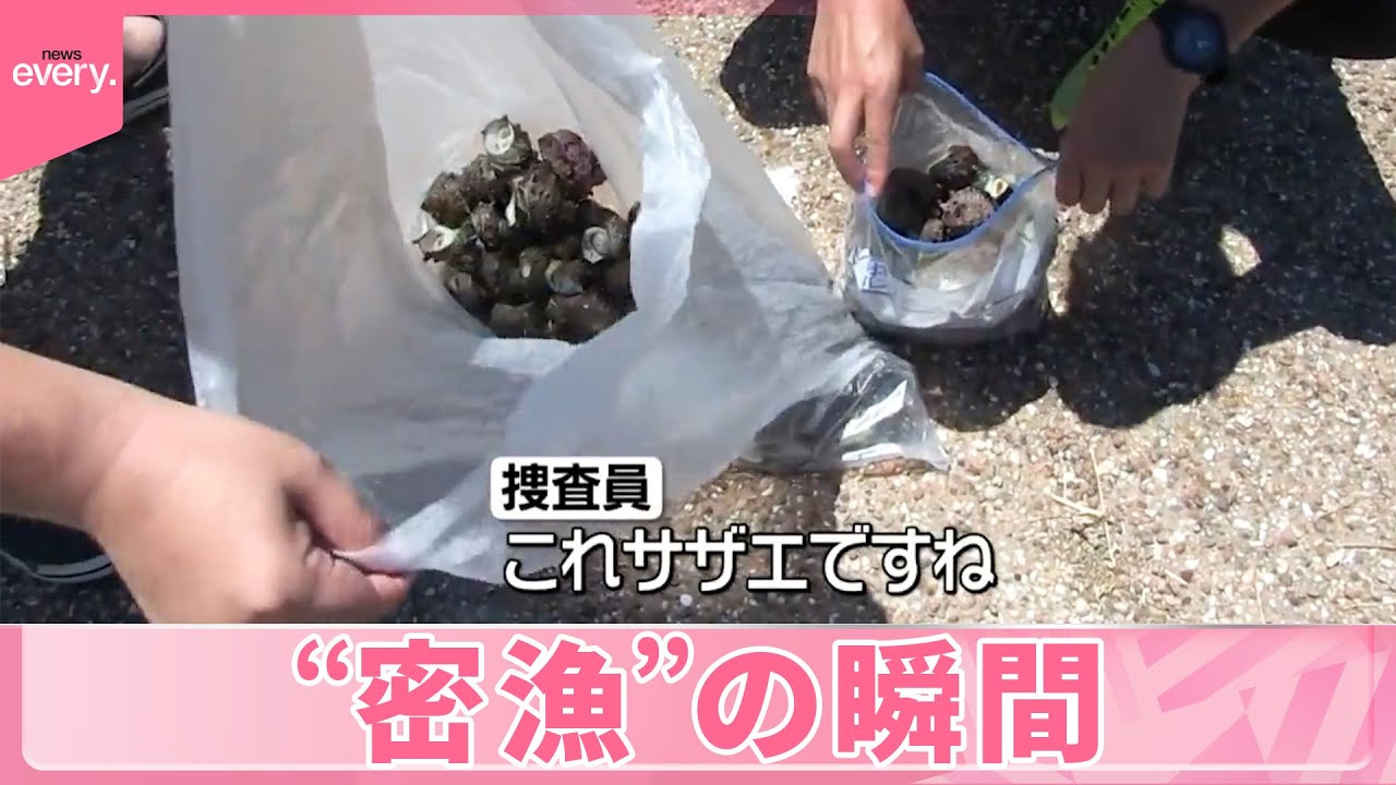 【“密漁”の瞬間】袋に大量サザエ　「BBQするために…」