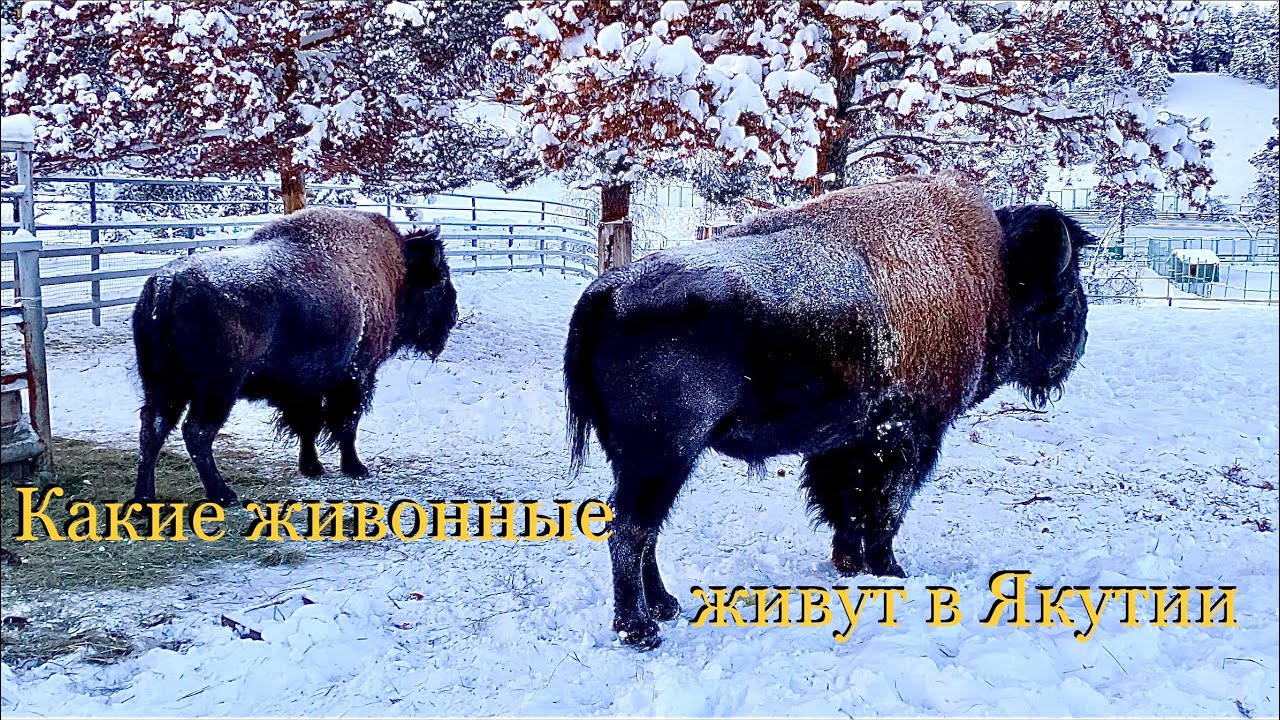 Какие животные живут в Якутии