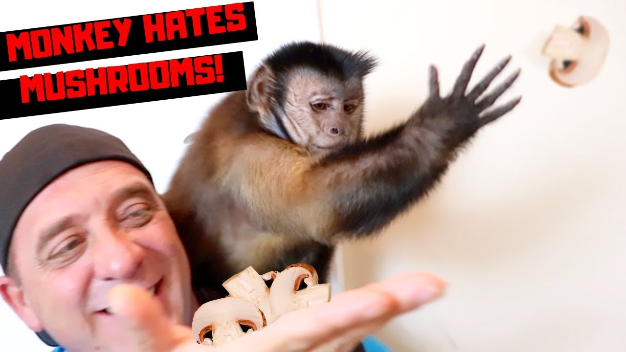 Funny Monkey HATES Mushrooms! (REACTION)