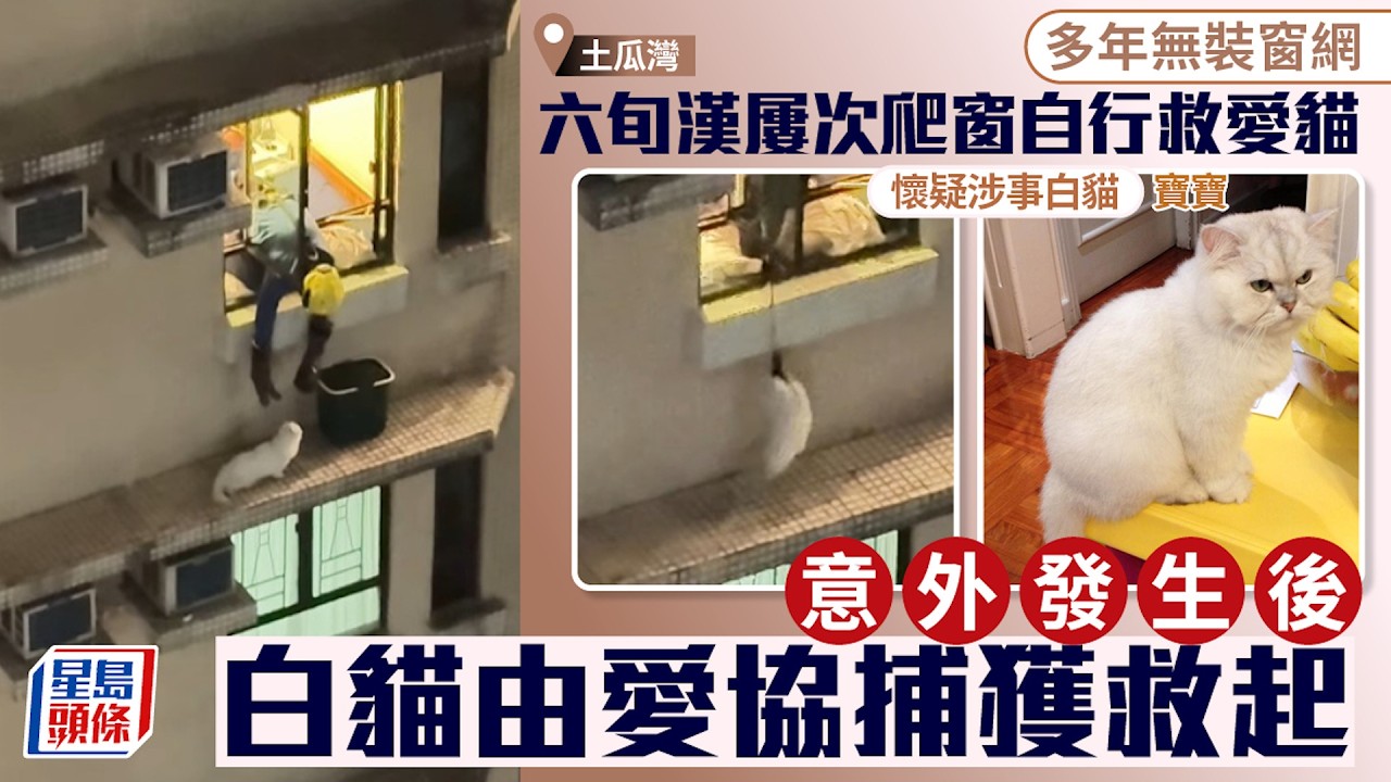 救貓墮斃｜死者單位沒裝窗紗 屢次冒險自行救貓　意外後貓被困窗台片段曝光｜星島頭條新聞｜土瓜灣｜欣榮花園｜救貓｜窗台｜墮樓｜花槽｜險象環生｜貓網