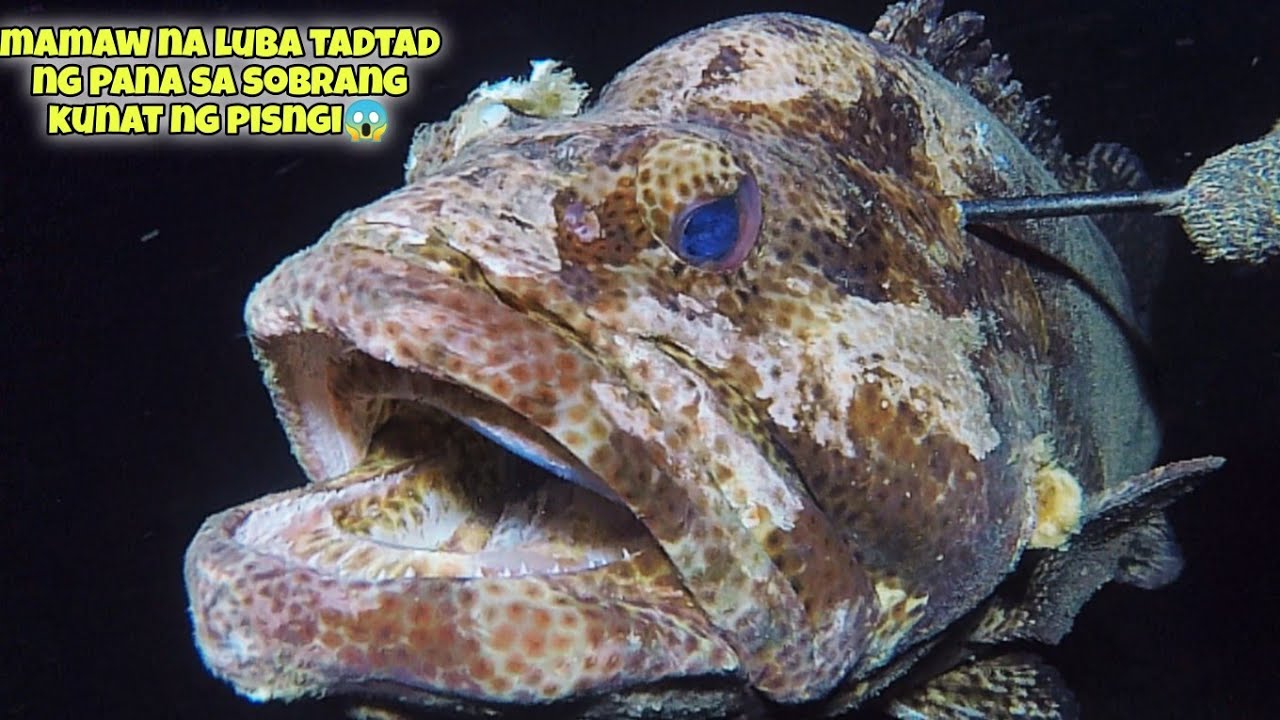 eps.414 MAMAW NA LUBA TADTAD NG PANA SA SOBRANG TIGAS NG PISNGI😱 #kapanatv #fishing #viral #gopro