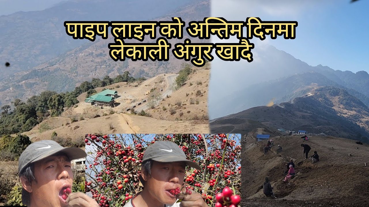 पाइप लाइन खनेर पुर्ने काम अन्तिम भएको साथै लेकाली अङ्गुर पनि जुरो कामकै बेला