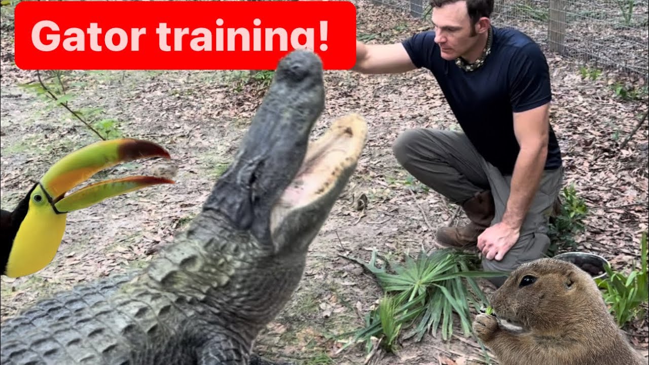 Gator training & sanctuary vlog!!