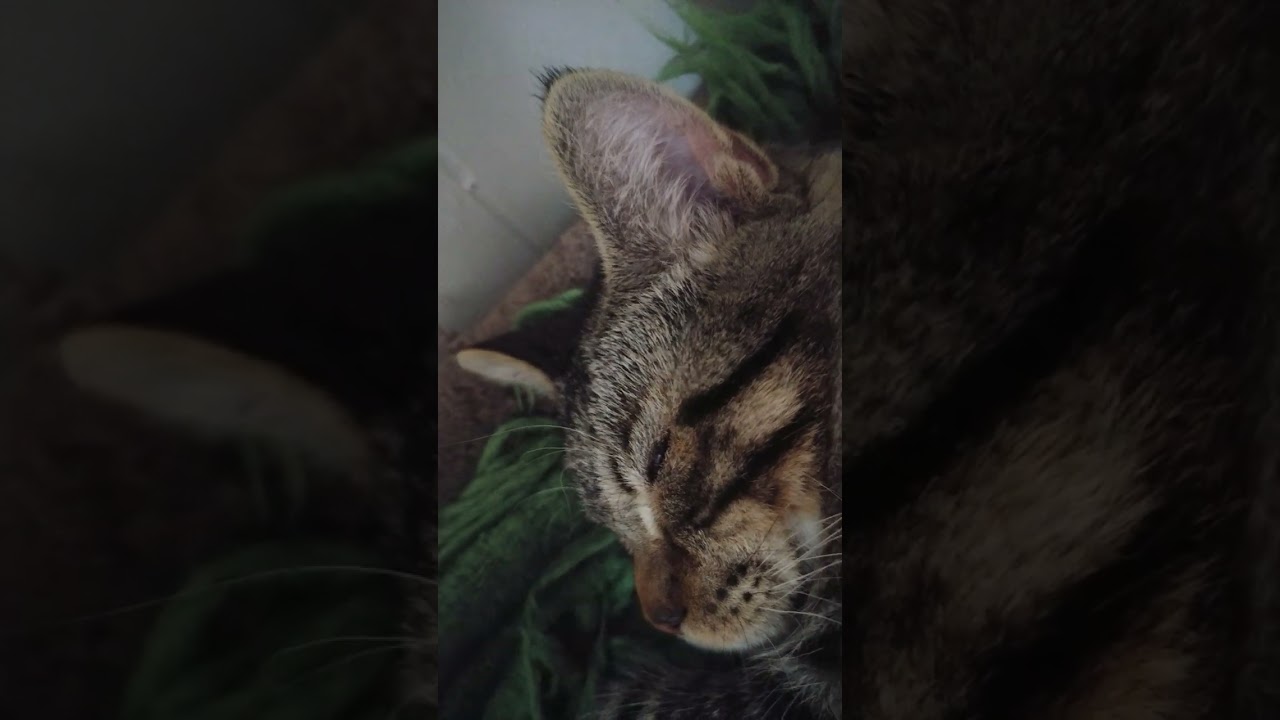 Five minutes of Henry sleeping.