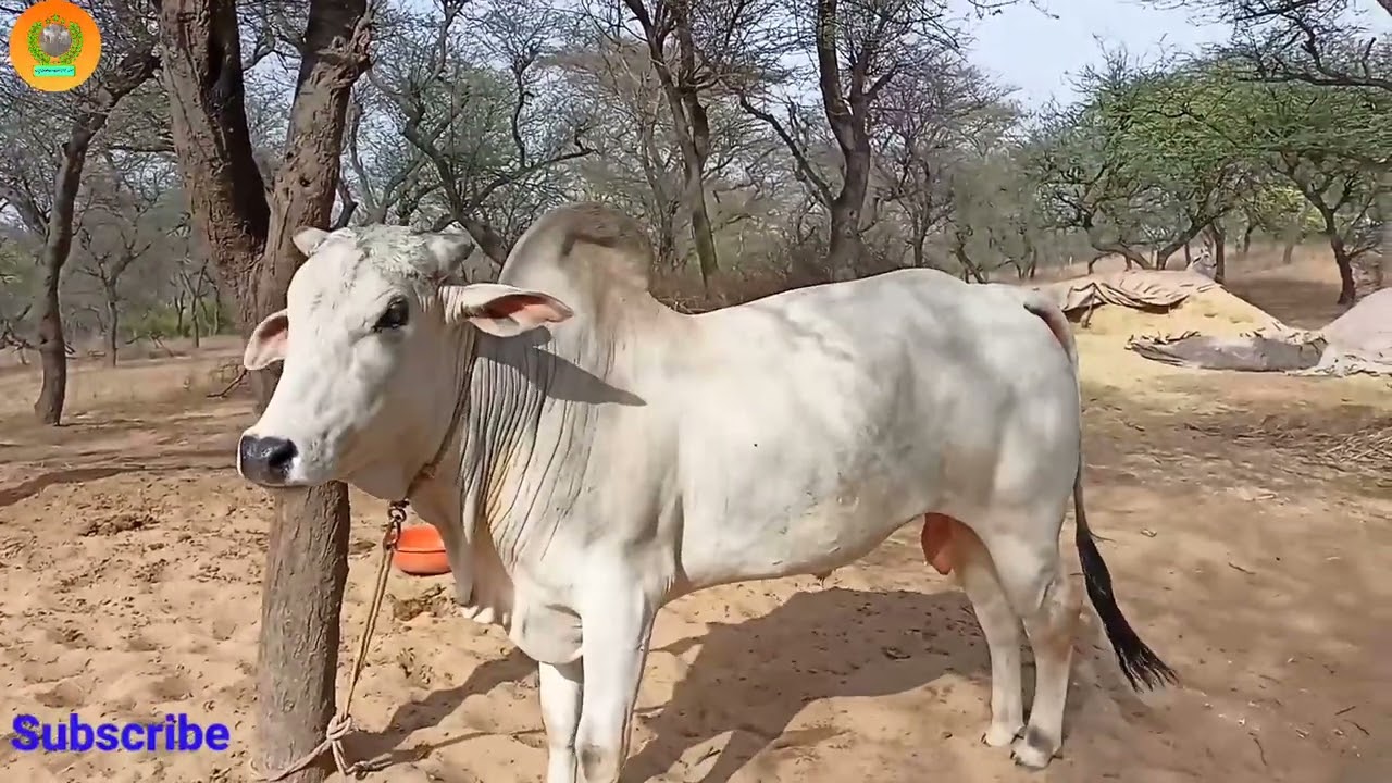 स्वेता का बेटा  प्रताप नंदी (यदुवंशी गौशाला )की शान ।।