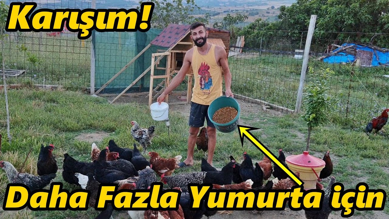 Tavuklara Karışım Yaptım!-/Sizin Yorumlarınızdan🙂🙏#Tavuk#Horoz#civciv#yumurta