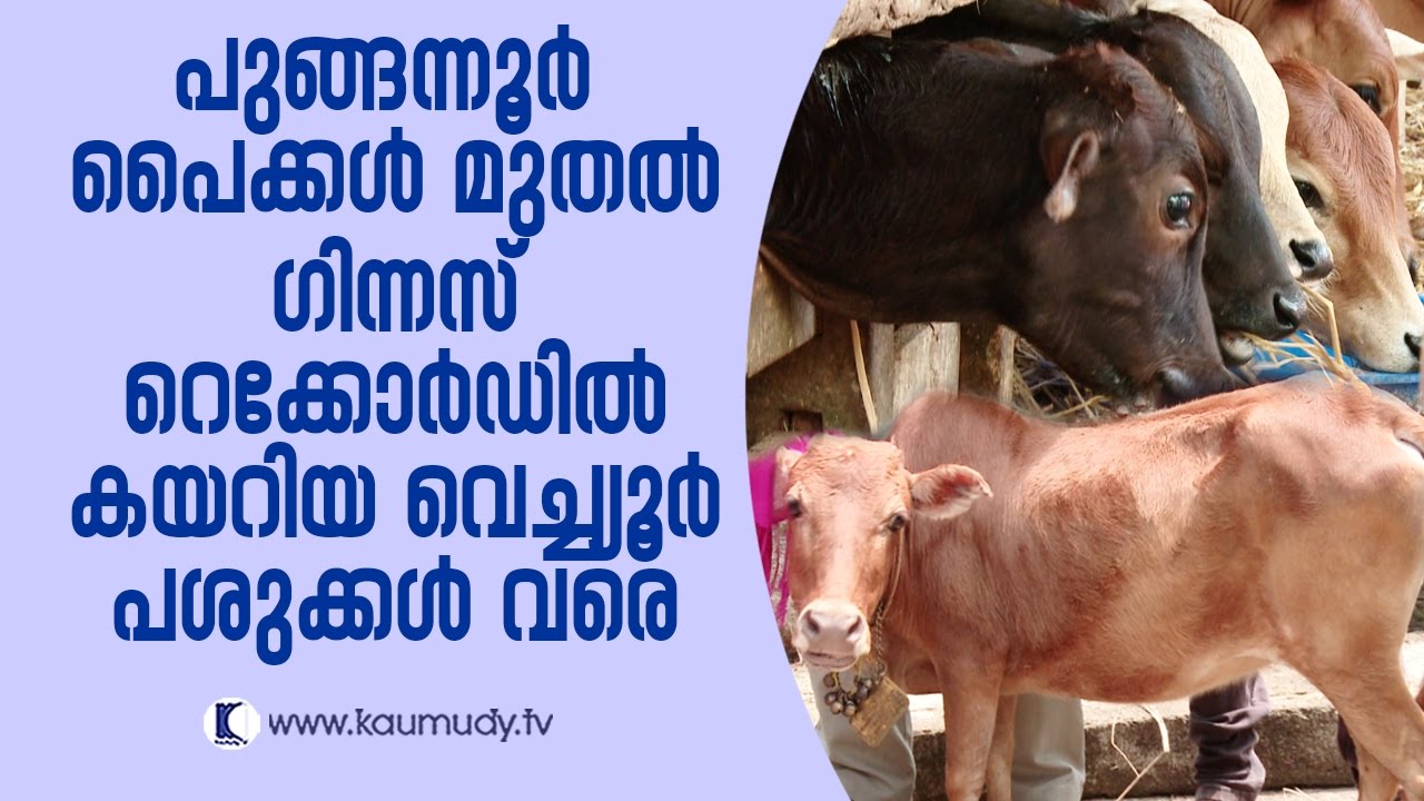 From Pungannur cows to Vechur cows that entered Guinness World Records | Haritham Sundaram EP 118