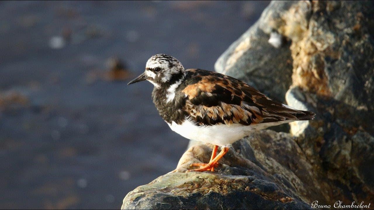 Oiseaux du bord de mer en Bretagne   / Seaside birds in Brittany