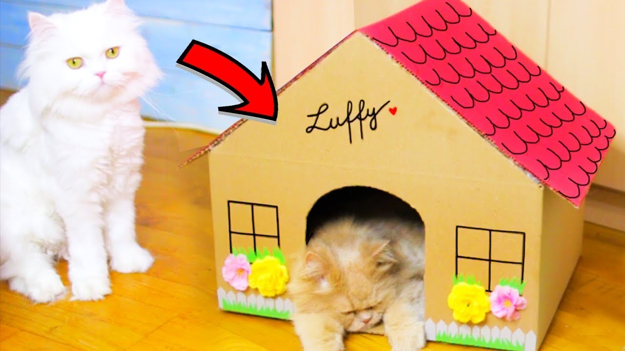 I-AM FĂCUT CĂSUȚĂ LUI LUFFY! DIY Căsuță Pentru Pisici!