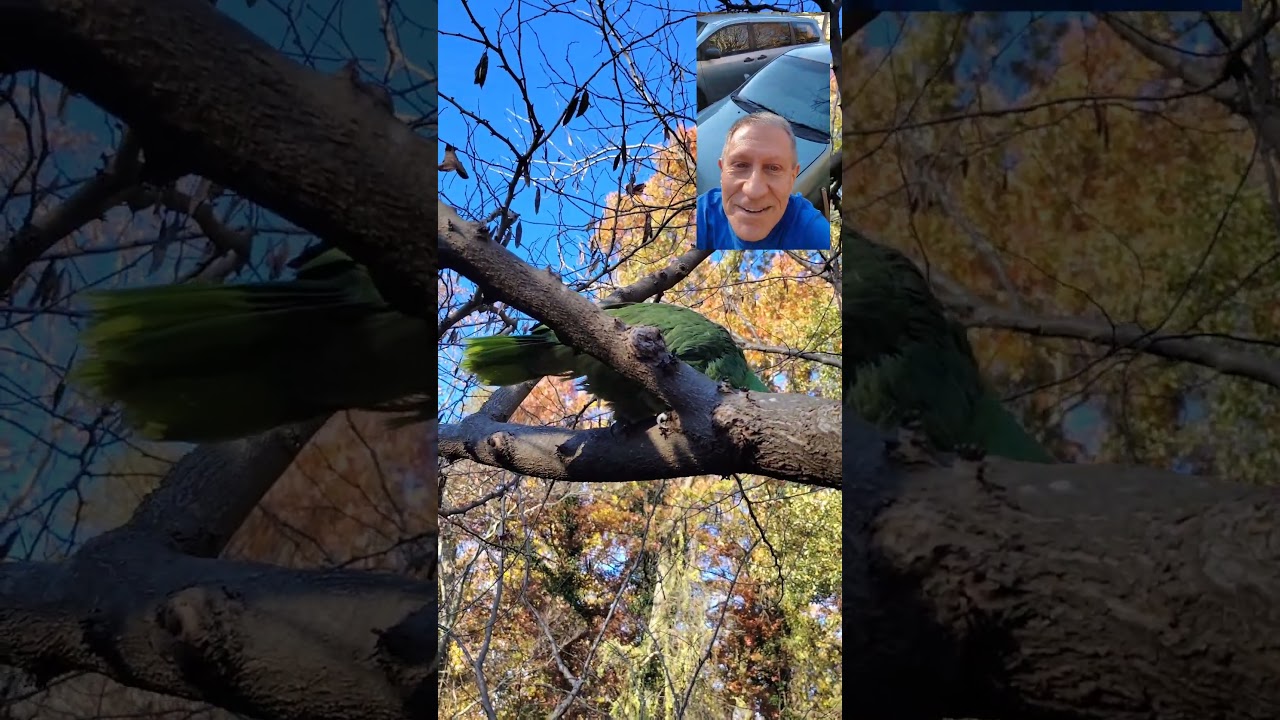 Emerald the Amazon Parrot in Redbud Tree 