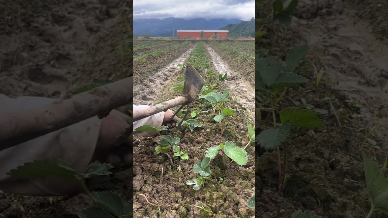 #shorts #agriculture #farming2024 #satisfying #shot #EliteShortsUnleashed #2912