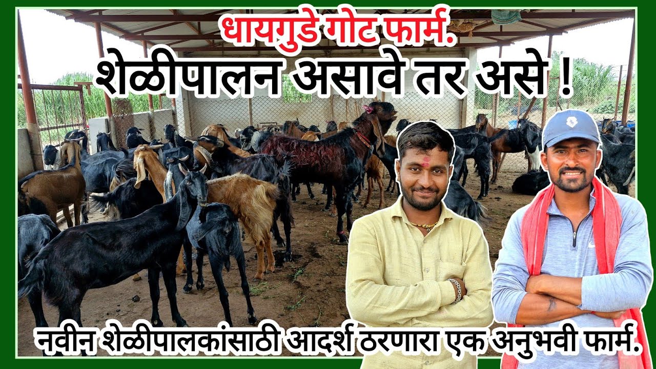 धायगुडे गोट फार्म || नवीन शेळीपालकांसाठी आदर्श ठरणारा एक अनुभवी फार्म. #goatfarm #शेळीपालन #Farming