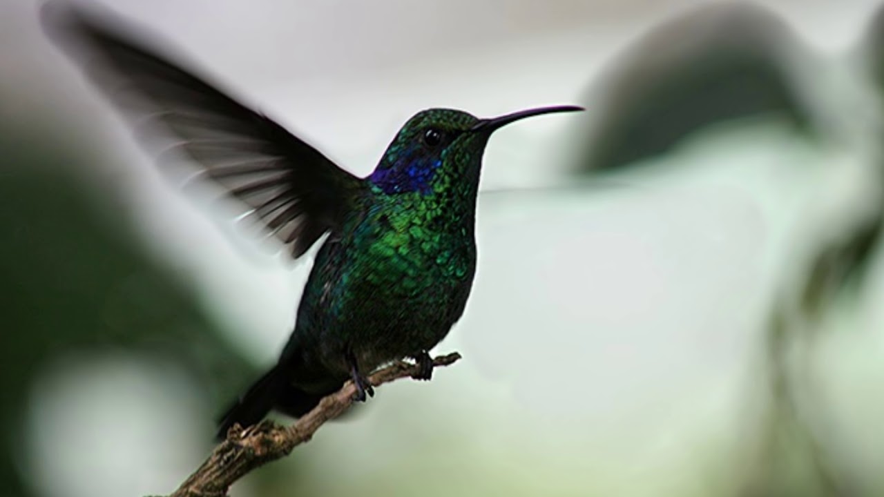 Putumayo - El colibrí