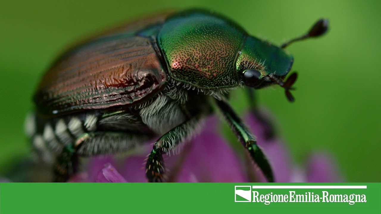 Popillia Japonica, un organismo da quarantena a rischio di introduzione in Emilia-Romagna