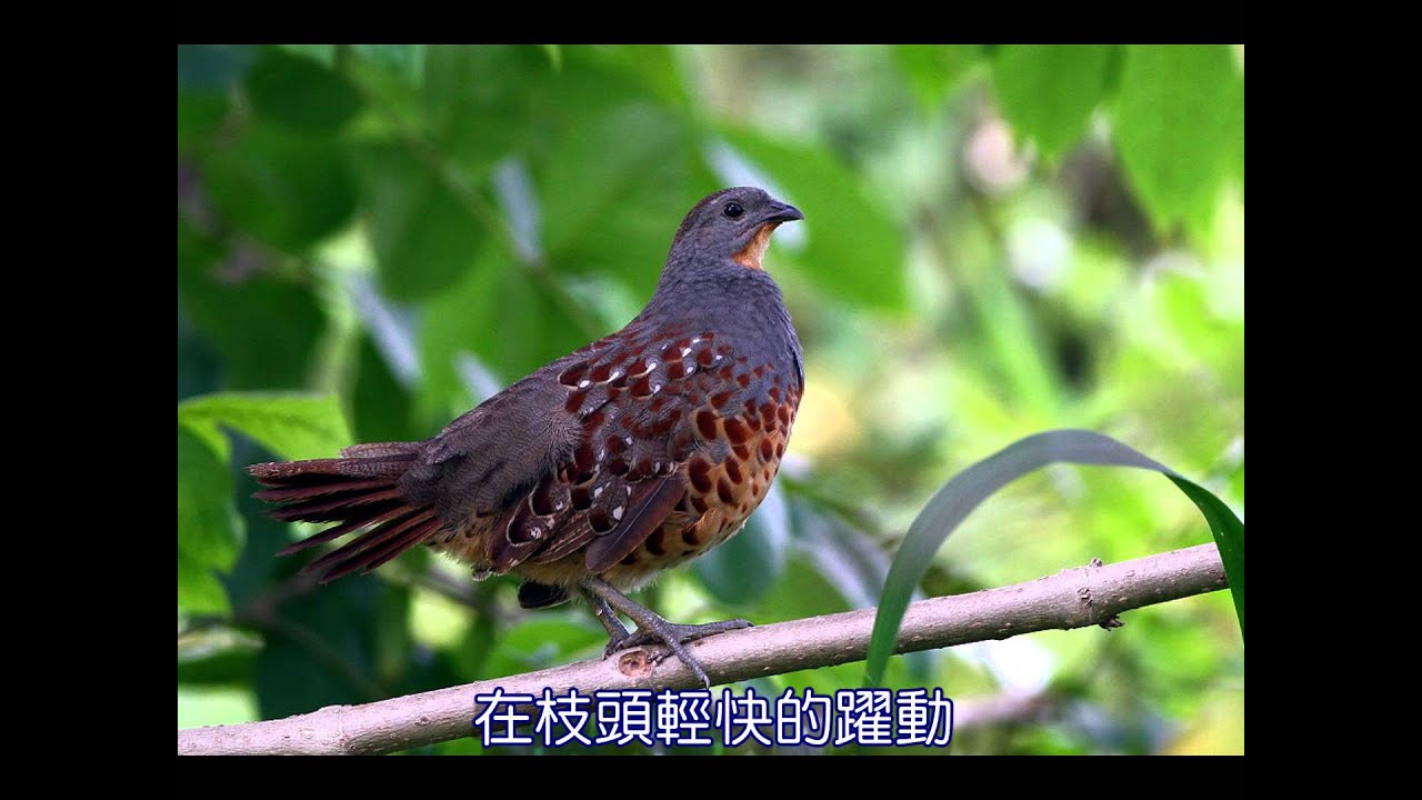 【大自然之歌】鳥語之歌 mu