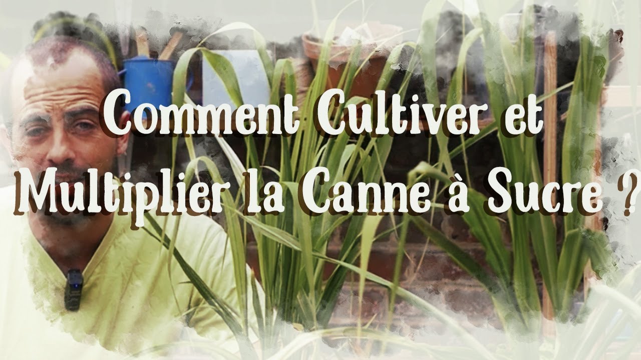 Canne à sucre à la maison - Comment la cultiver et la multiplier ?