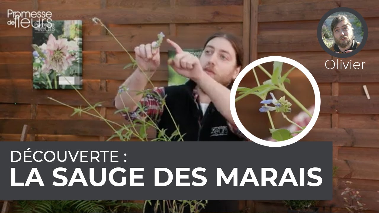 Découverte : la sauge des marais