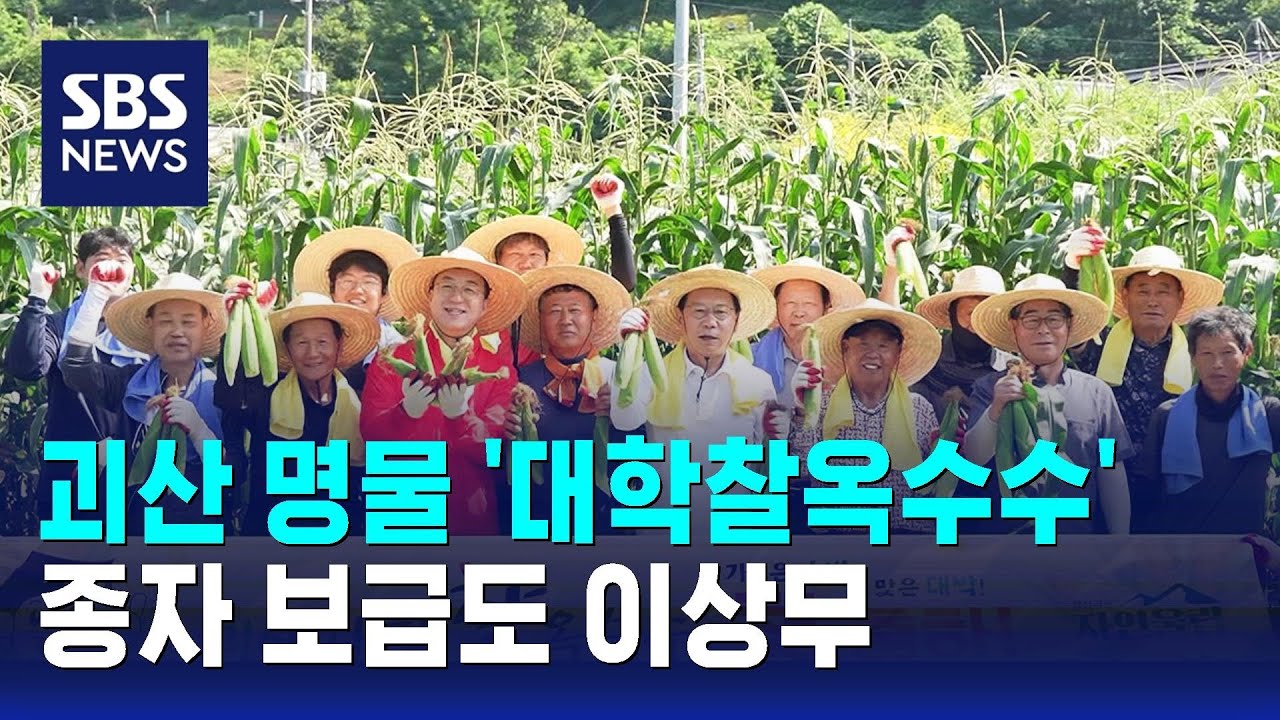 괴산 명물 '대학찰옥수수' 출하…종자 보급도 이상무 / SBS