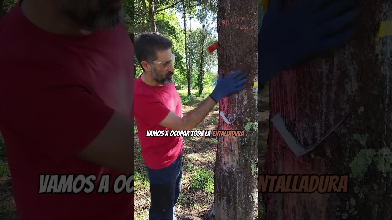 Resinaci&oacute;n de Pinos: la primera pica