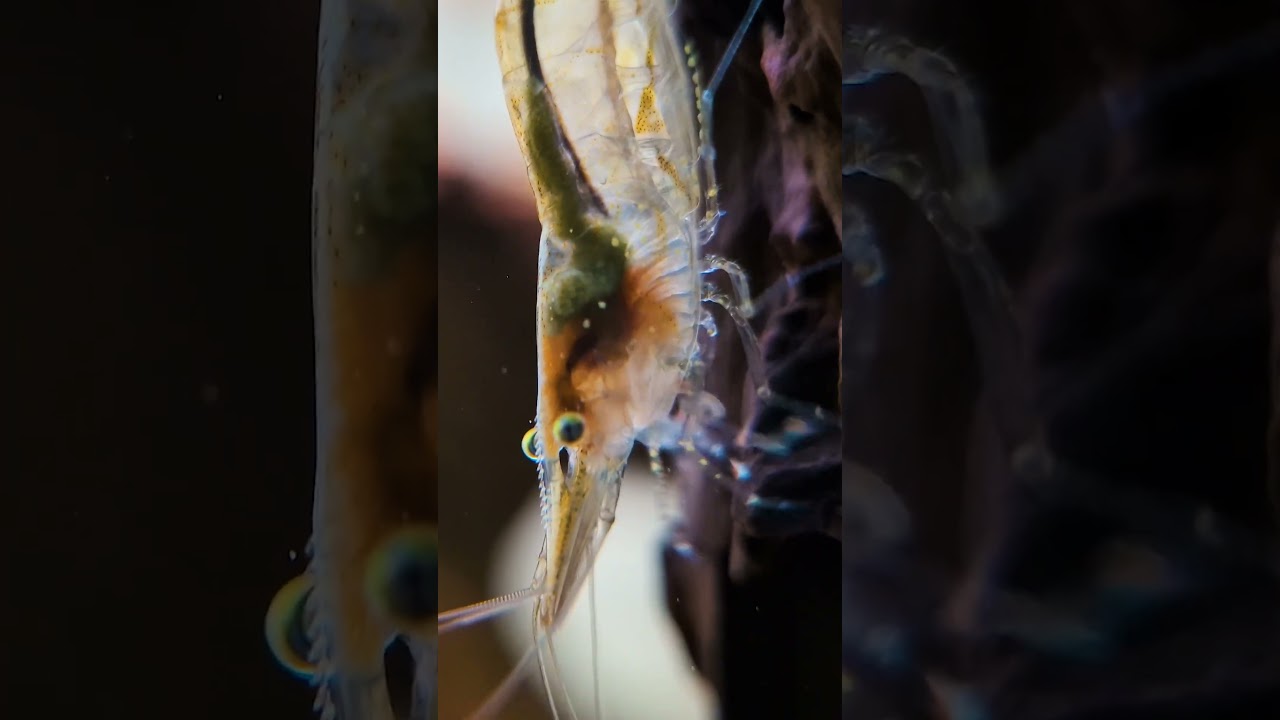 Do You REALLY Need To Drip Acclimate Shrimp? (Shrimp Keeping Myths)