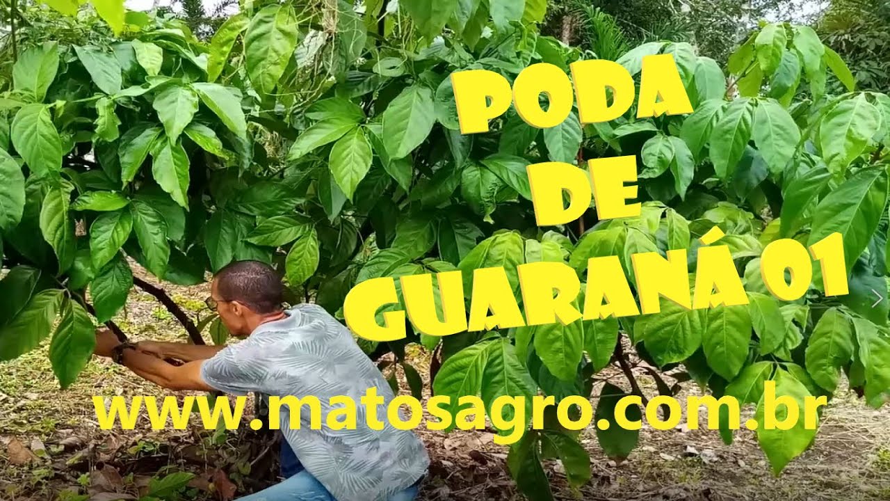 Poda de Guaraná I