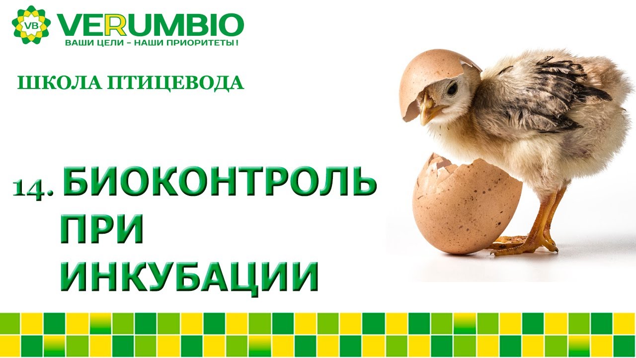 Биоконтроль при инкубации яиц