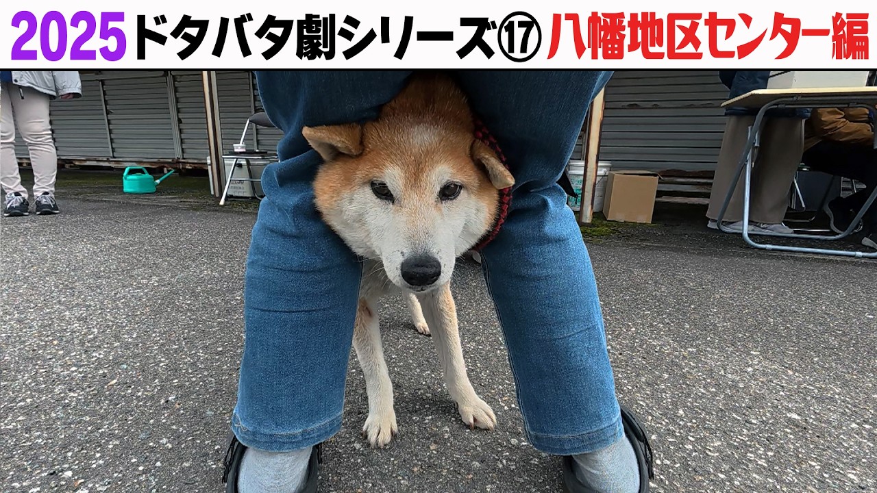 2025狂犬病予防注射会場のドタバタ劇⑰ 八幡地区センター編