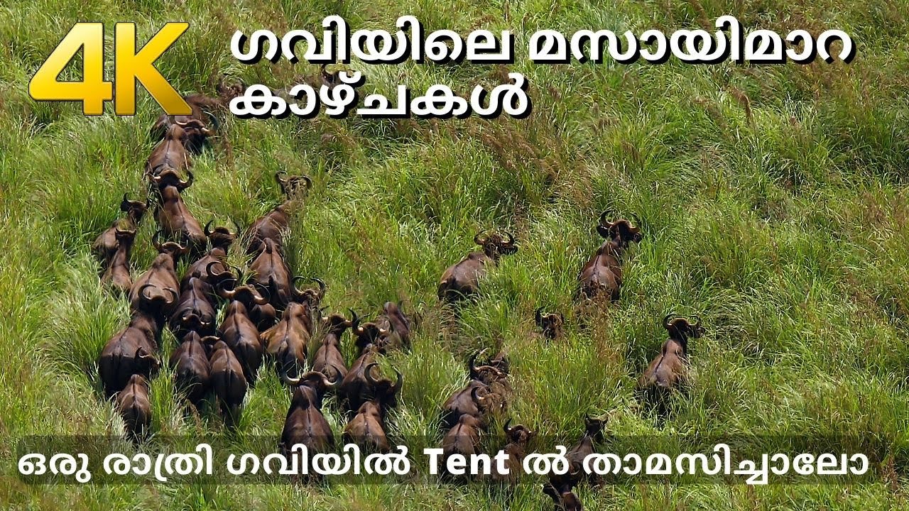 ഗവിയിലെ മസായിമാരാ കാഴ്ചകൾ !!!