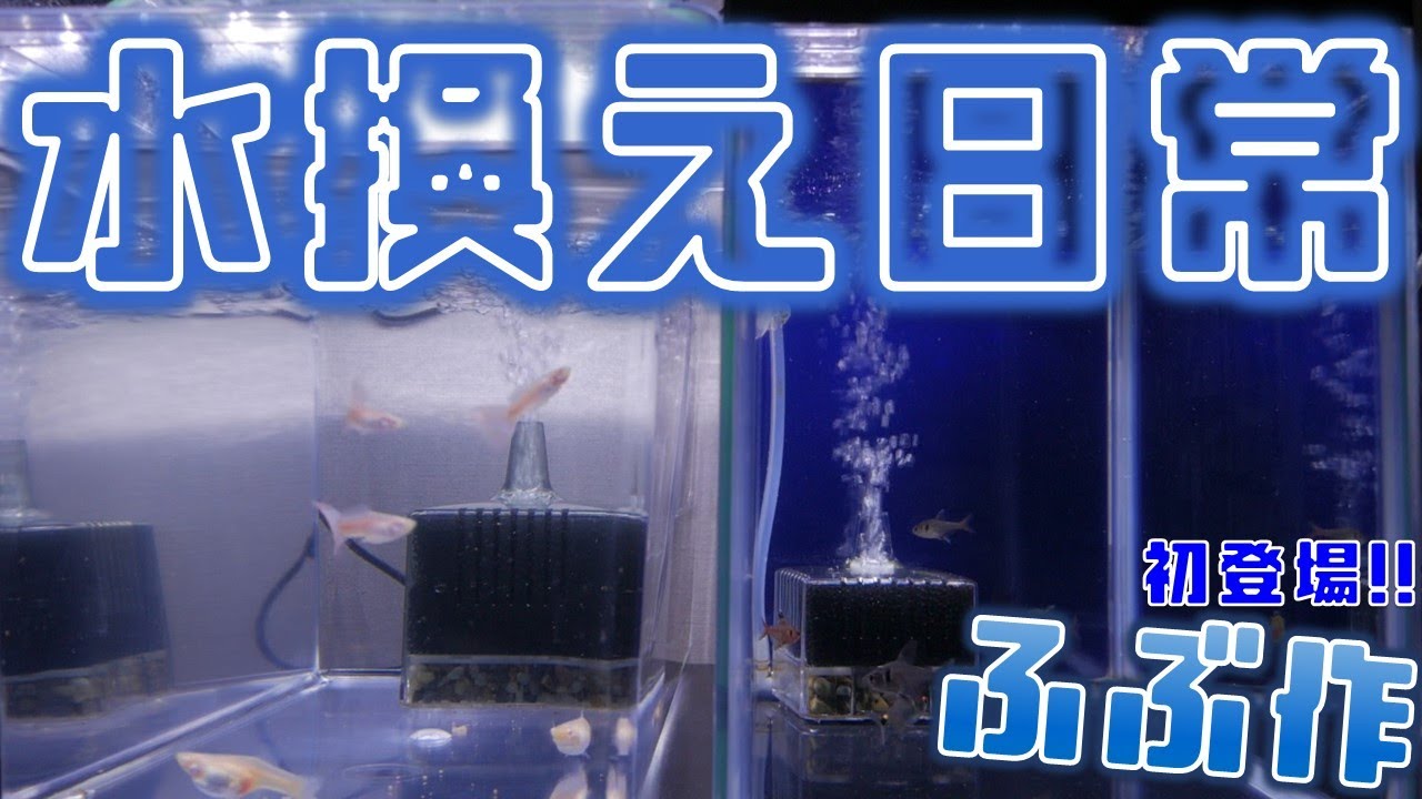 ふぶ作な水換え。暑すぎるから、ワシの登場じゃ【ふぶきテトラ】