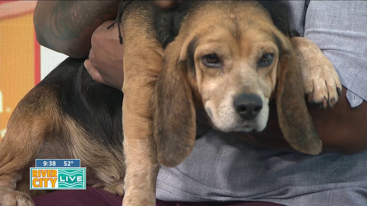 Passion 4 Pets: Baroo-no Mars is looking for a furever home