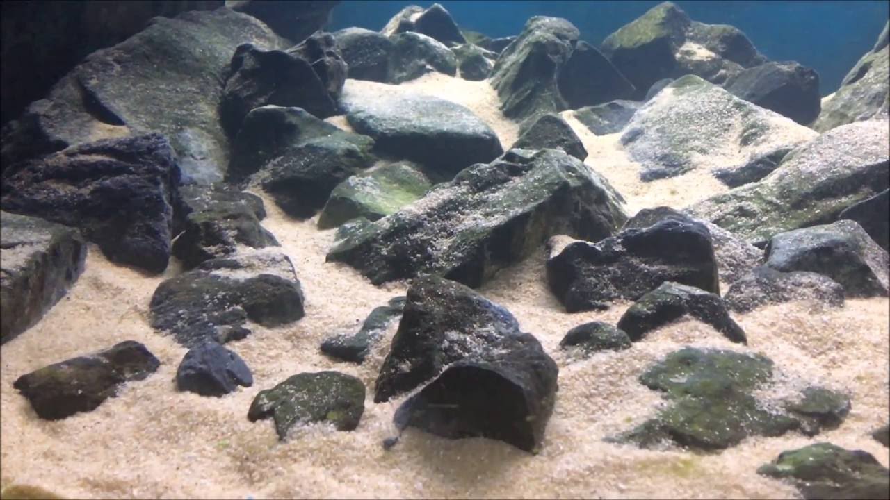 Tanganyika Aquarium - Lake Biotope