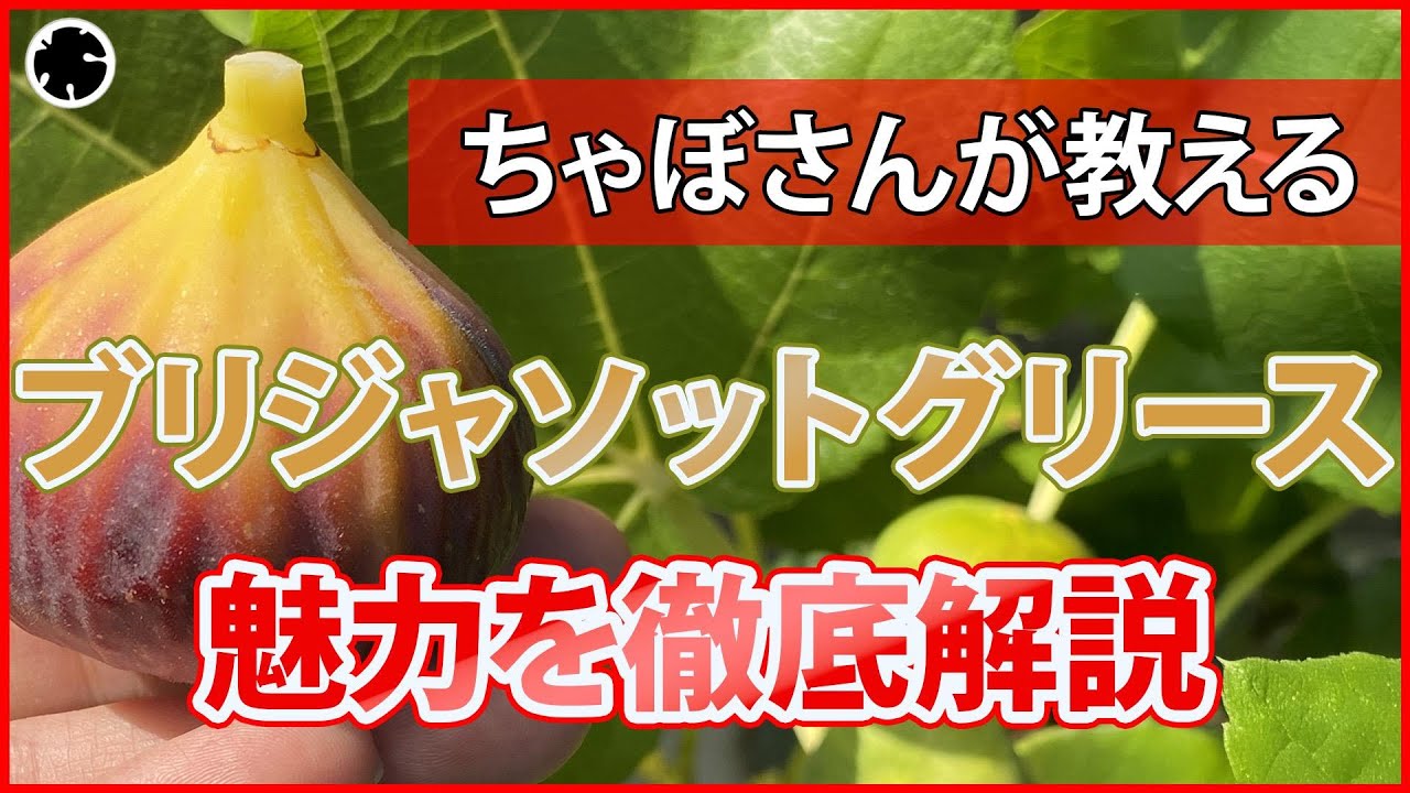 【イチジク】これは美味い！ブリジャソットグリース品種紹介！（育て方）