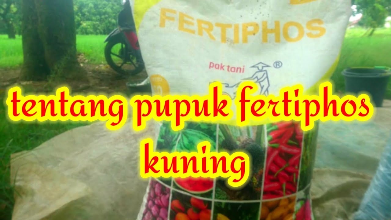 kandungan dan cara aplikasi pupuk fertiphos kuning #fertiphoskuning #mekayatani