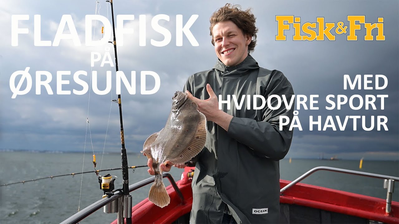 FLADFISK PÅ ØRESUND - PÅ TUR MED HVIDOVRE SPORT