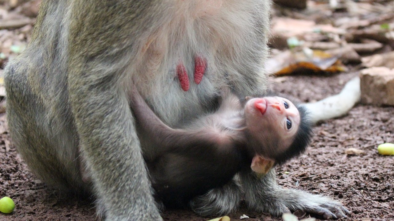 Cute Baby Monkey Hate His Mom Coz' Disturb Him Get Milk Eps-09 Daily Monkeys Man #421
