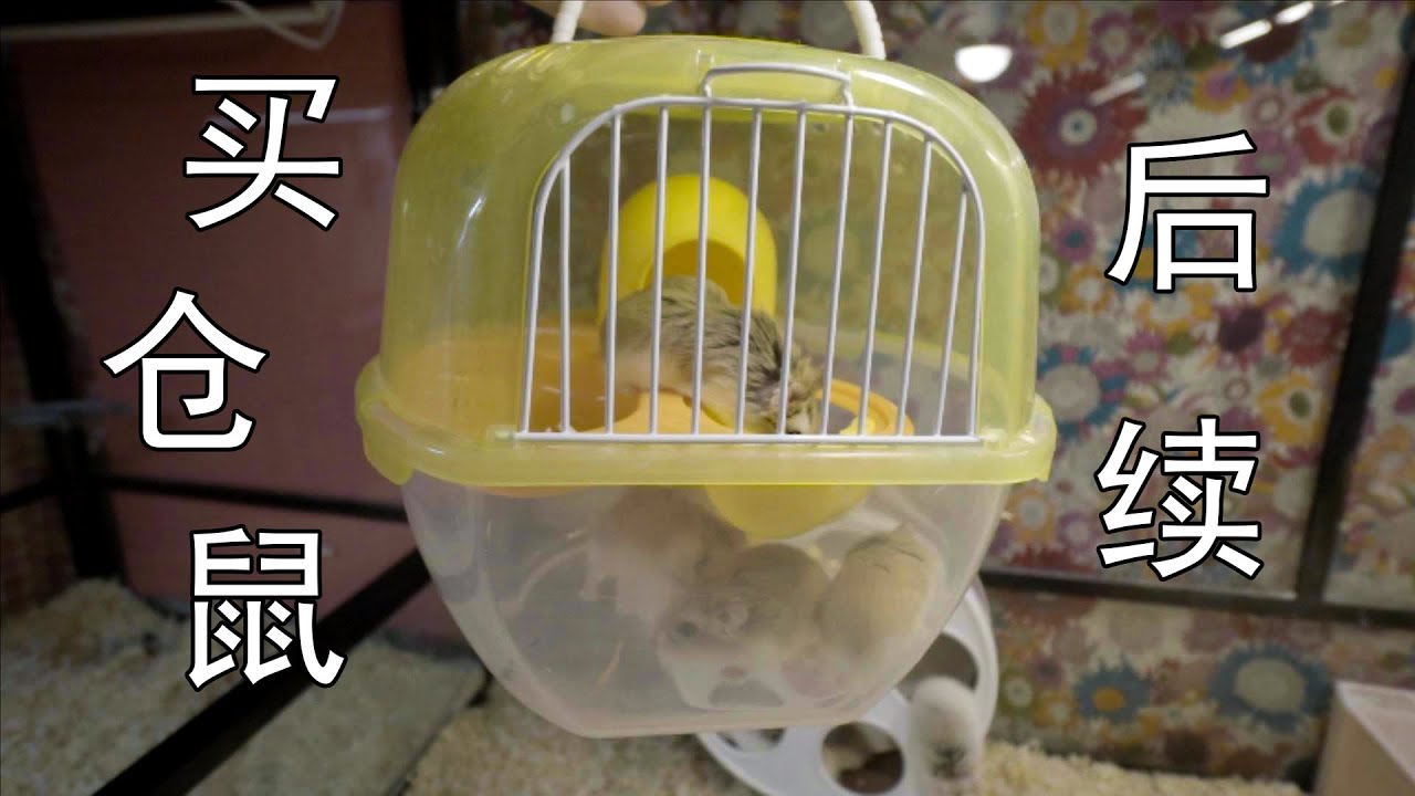 买仓鼠后续 ( Roborovski Hamster )