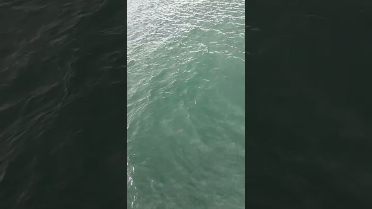 Orakei wharf // Parore on pole 🐟