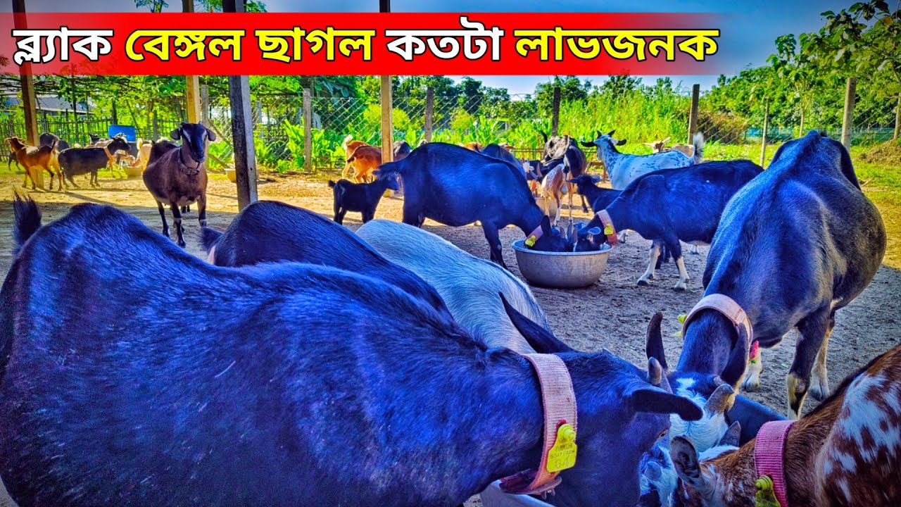 ব্ল্যাক বেঙ্গল ছাগলে কতটা লাভজনক || আবদ্ধ অবস্থায় ব্ল্যাক বেঙ্গল ছাগলের চেহারা দেখুন || goat farm