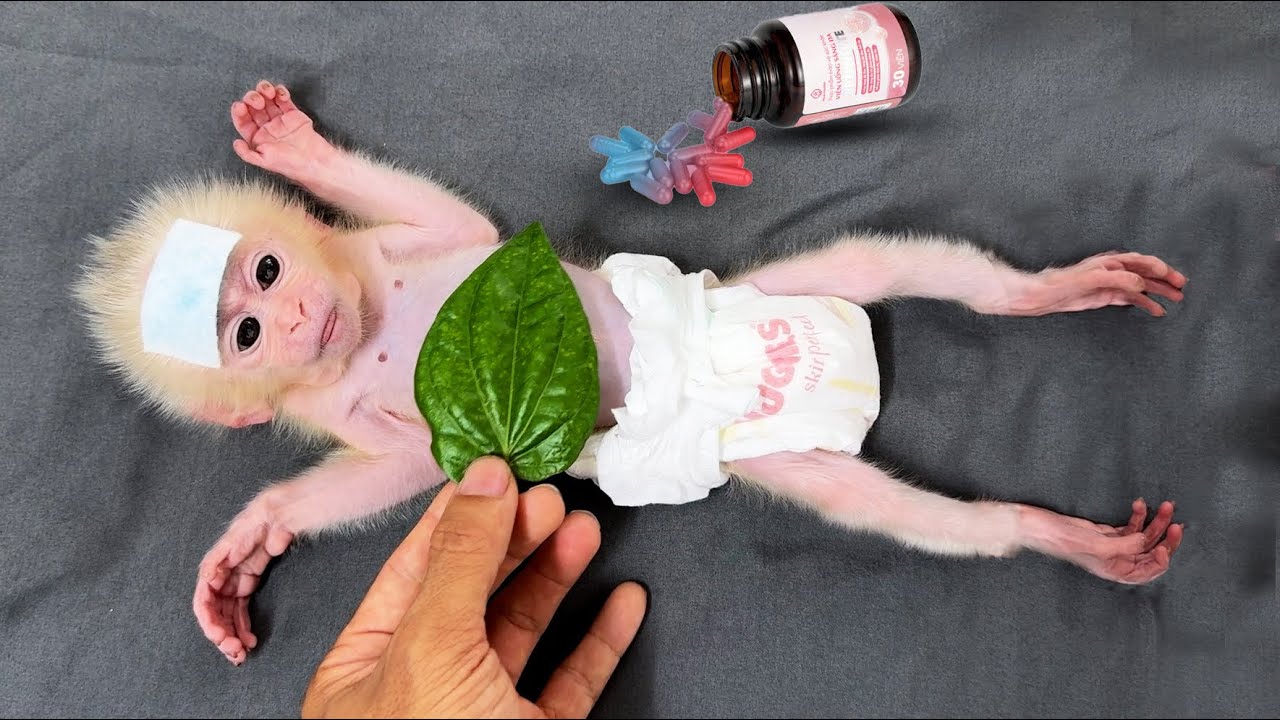 How I took care of the newborn monkey Xuka when she had a high fever! #day3