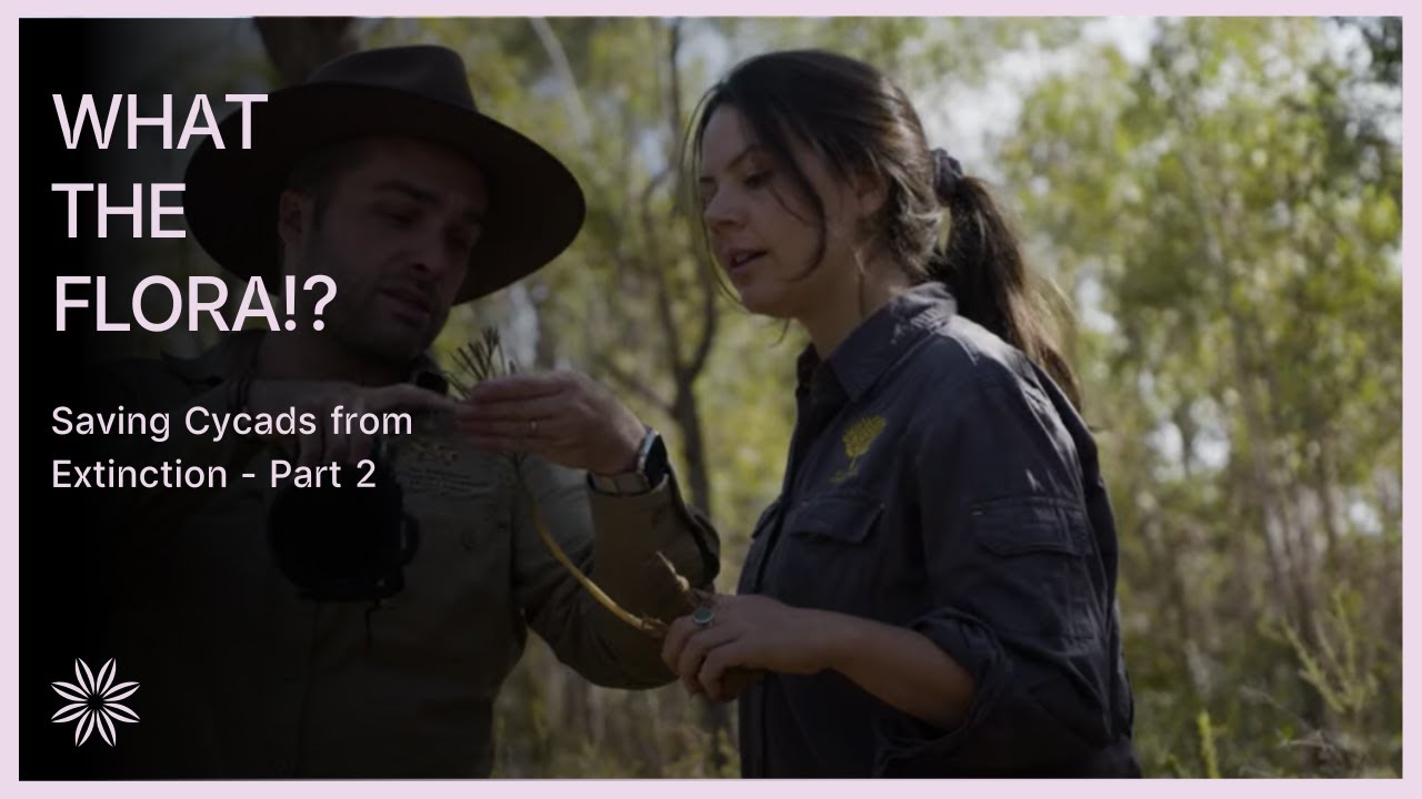 Saving Cycads: The Great Fieldtrip - Part 2 | What the Flora!? Series 3