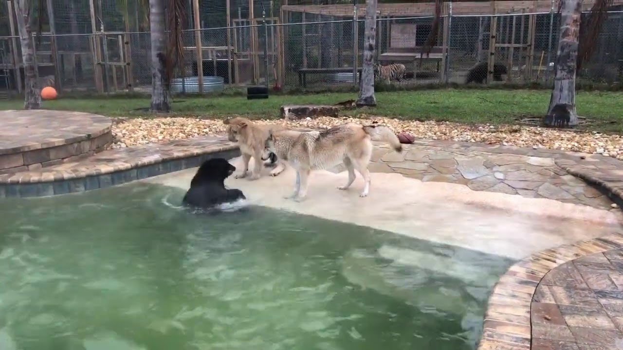 Wolf, Lion and Bear Play Together in Pool || ViralHog