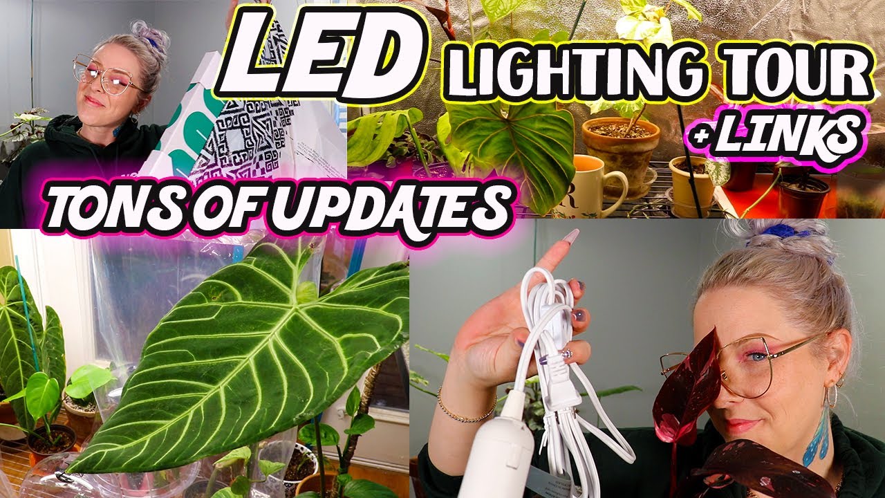 How to Use LED Grow Lights For Your Indoor House Plants During Winter