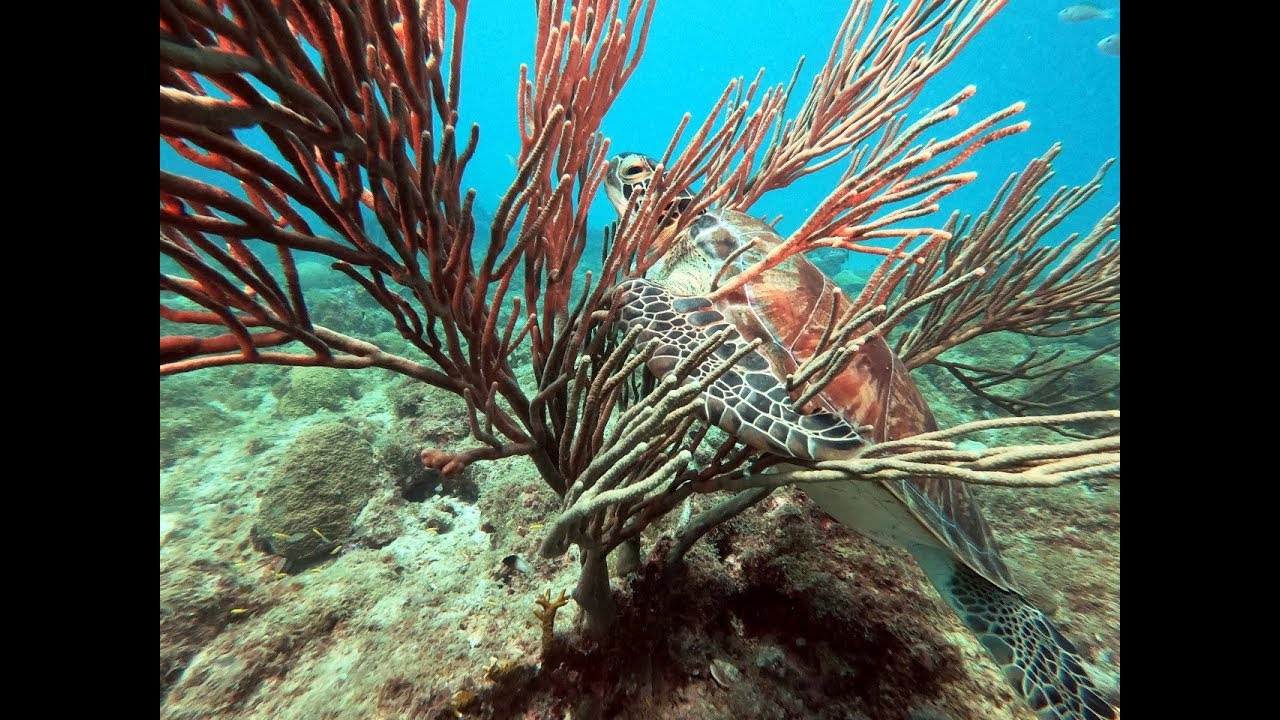 Arashi Reef, Aruba Scuba Diving 4K
