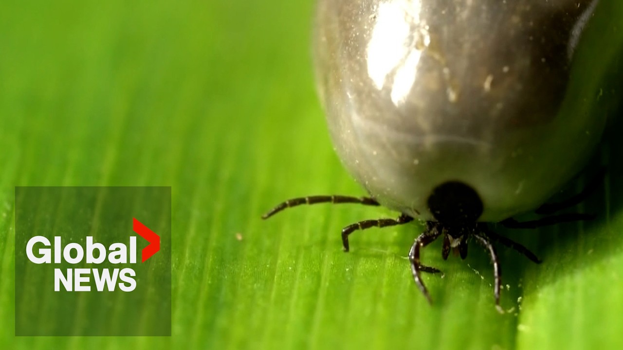 Ticks are popping up in more places than ever in Canada, health experts warn