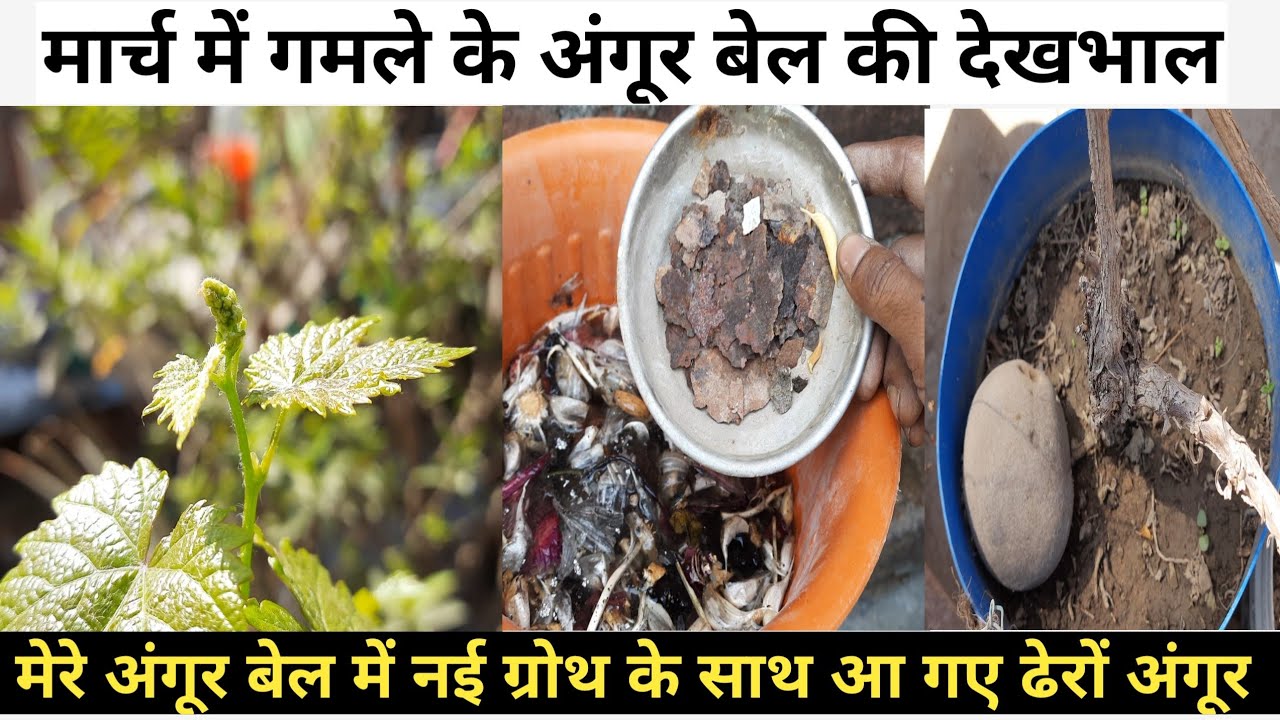 मार्च में गमले के अंगूर पौधे की संपूर्ण देखभाल । Full Care Of Pot Grape Plant In March