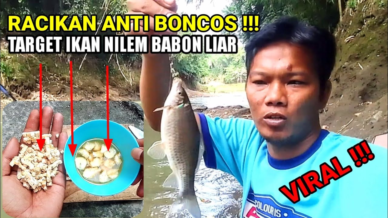 umpan ikan nilem sungai paling ampuh || racikan umpan ikan nilem sungai versi @Rendy JEMBER