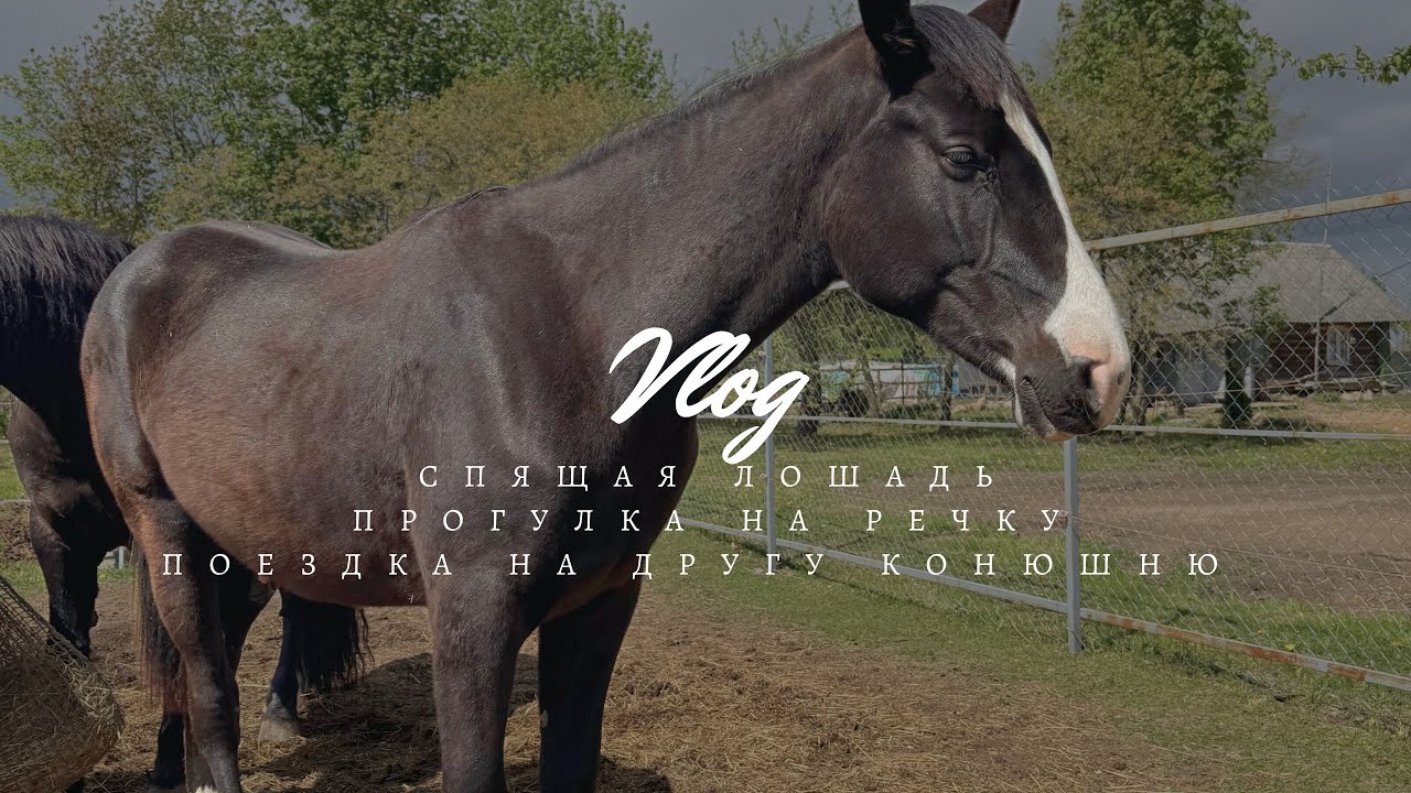 Влог | Спящая лошадь | Прогулка на речку с конями | Поездка на другую конюшню